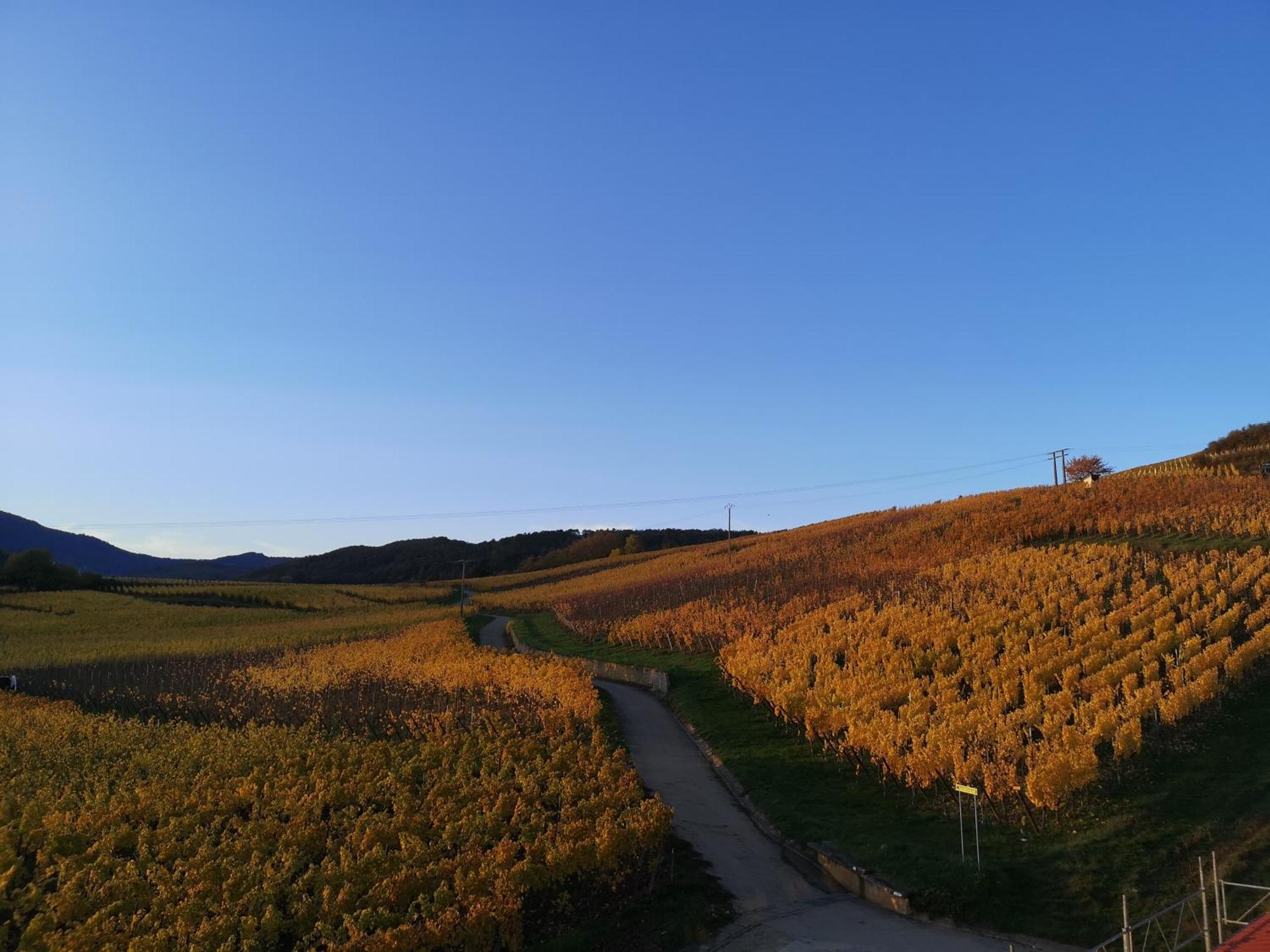 Апартаменты Cocon De Caractere Au Coeur Des Vignes Alsaciennes Бергхейм Экстерьер фото